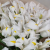 Букет_21 белый ирис